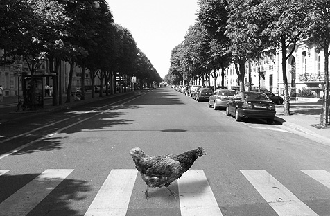 Why did the chicken cross the road?